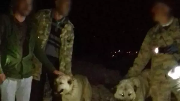 Adıyaman'da 4 kişi, koruma altındaki sırtlanı 2 köpeğe parçalatıp tüfekle öldürdü