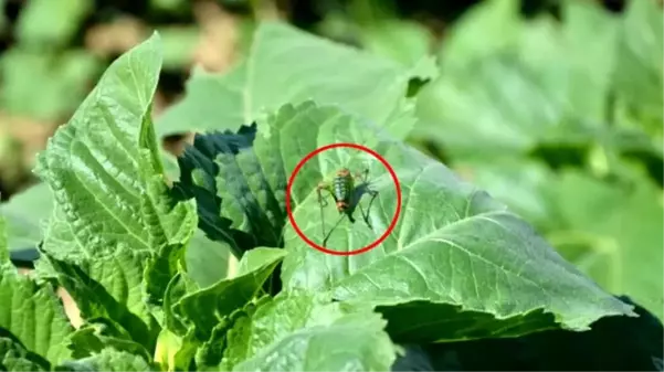 Tekirdağ'da tarla basan çekirgeler, ayçiçeği mahsullerine büyük oranda zarar verdi