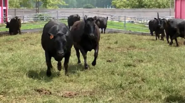 Bursa'da masaj ve müzikle yetiştirilen wagyu cinsi sığır etinin kilosu 7 bin lira