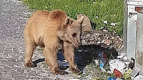 Bitlis'in maskotu boz ayılar yeniden görüldü