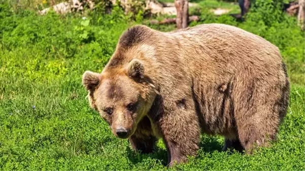 Karadeniz'de artan ayı nüfusu bölge halkını korkutuyor