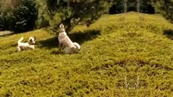 Çoban köpeklerinin kovaladığı ayılar ağaca sığındı