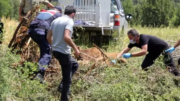 Kiraz yemeye gelen ayının macerası tel örgülerde son buldu