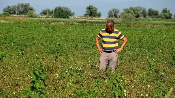 Türkiye'nin domates üretim merkezi olan Bursa'nın ovalarında ürünler kurudu, bu yıl salça fiyatları tavan yapacak