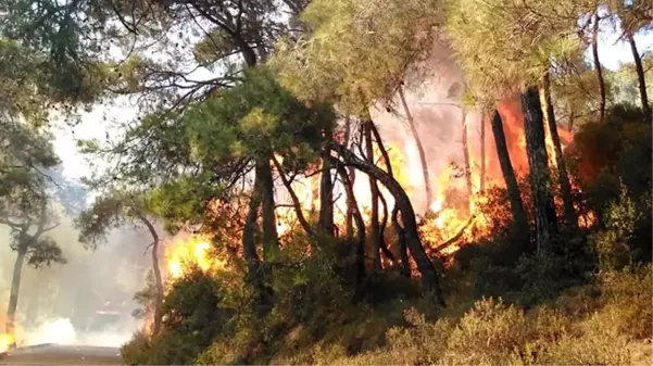 Son dakika: Heybeliada'daki orman yangınına ilişkin bir kişi tutuklandı