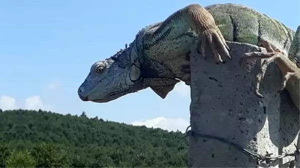 İstanbul'da görülen dev iguana, bakanlık yetkililerini harekete geçirdi