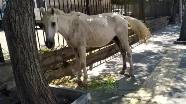 Görenler gözlerine inanamadı! Başıboş at, saatlerce şehrin göbeğinde dolaştı