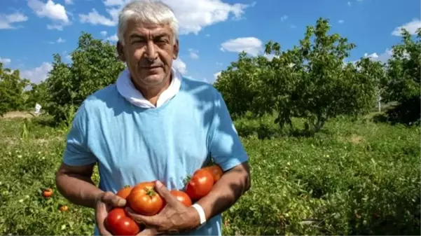 Sandıkta bulduğu asırlık Ayaş domatesi tohumu hayatını değiştirdi! Bir domatesten 30 TL kazanıyor