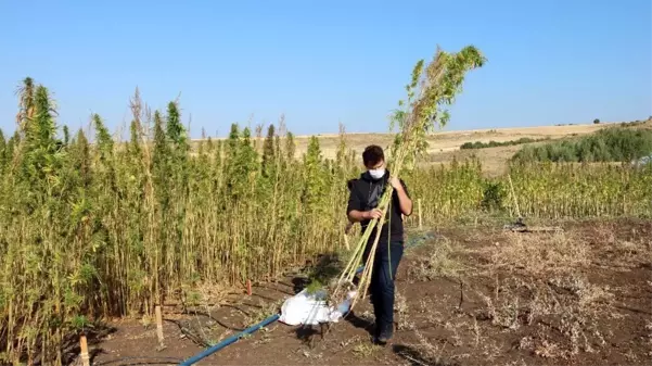 Yozgat Bozok Üniversitesinde kenevir hasadı başladı