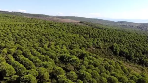 Çam ormanlarında yetişen davulga meyvesi toplayanı zengin ediyor