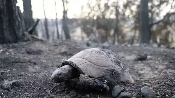 Hatay'daki yangının bıraktığı hasar sabahın ilk ışıklarında gün yüzüne çıktı