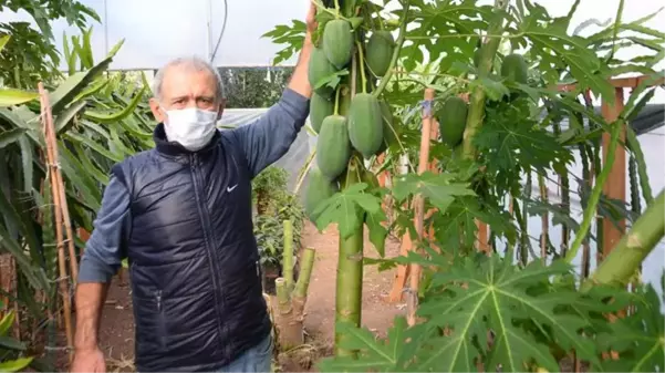 Bahçesinde yetiştirdiği papaya meyvesinden sezonda 45 bin TL gelir elde ediyor