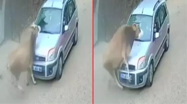 Karşı yönden gelen otomobille başıboş inek kafa kafaya çarpıştı! İlginç kaza kamerada