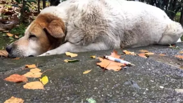 Uyuşturucu iğneyle öldürülen köpeklerin suçlusu belediye personeli çıktı! Çalışanlar açığa alındı