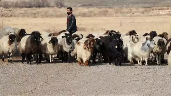 13 kaburgası olan Norduz koyunu, sadece Van'da yetiştiriliyor