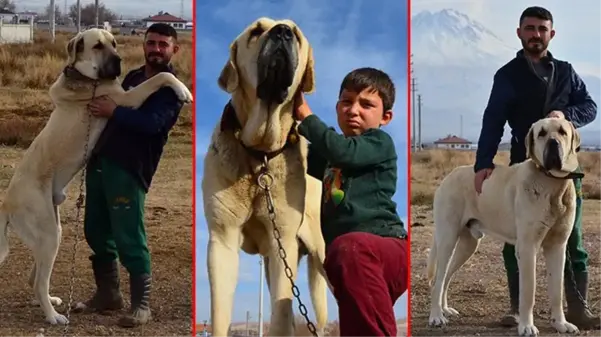 Fiyatı 70 bin liraya kadar çıkıyor! 'Aksaray malaklısı' almak isteyenler, 6 ay sırada bekliyor