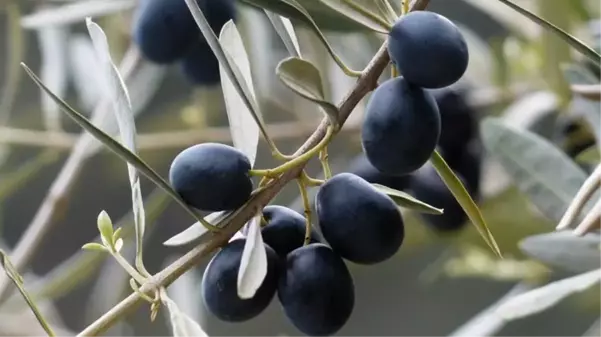 Zeytin yaprağının koronavirüsü parçaladığı bilimsel olarak ortaya kondu