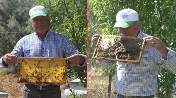 İşini 10 yıldır aşkla yapıyor! Kendisine göre eğittiği arılarını öpen arıcı, onları elleriyle seviyor