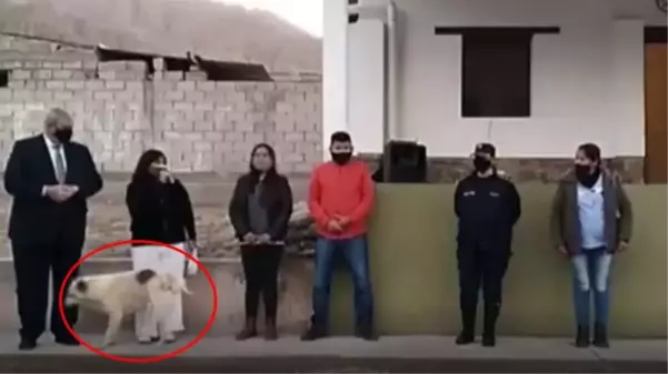 Arjantin'de köpek, konuşma yapan belediye başkanının üzerine idrarını yaptı