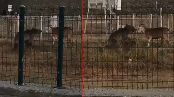 İnatçı keçi, kendisine saldıran yavru boz ayıya boynuzlarıyla karşılık verdi