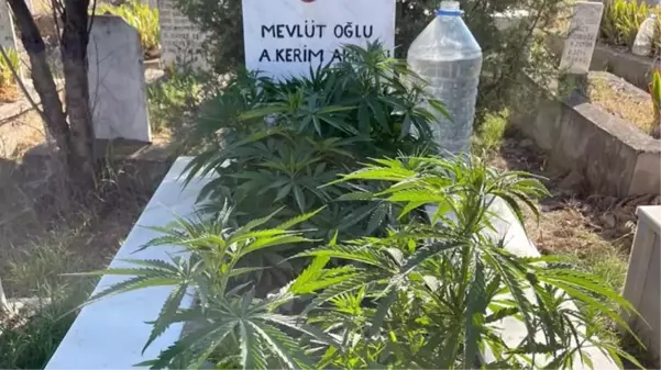 Bunu da gördük! Anneanne ve dedesinin mezarına kenevir ekti