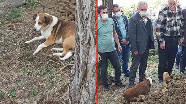 Son yolculuğuna uğurlanan kargo görevlisinin köpeği, sahibinin mezarının başından ayrılmadı