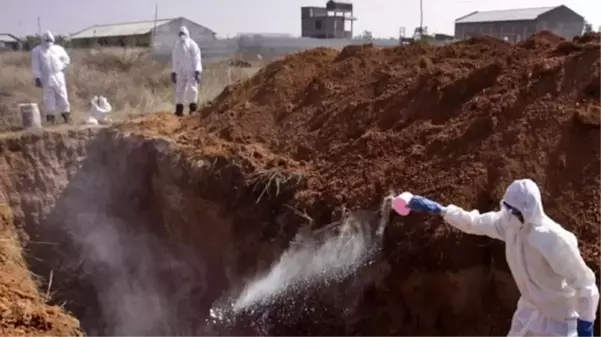 Doç. Dr. Savaşçı'dan kuş gribi uyarısı: 14 ülkeye yayıldı, koronavirüsten çok daha bulaşıcı ve ölümcül