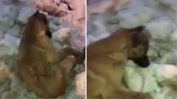 Akdeniz'in Sibiryası olarak biliniyor! Kahramanmaraş'ta sokak köpeği donarak öldü