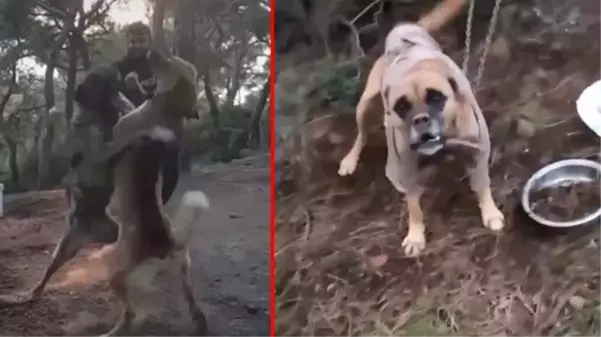 Büyükada'da pes dedirten görüntüler! Kulaklarını kestikleri köpekleri kanlı kapışmaya sürüklediler