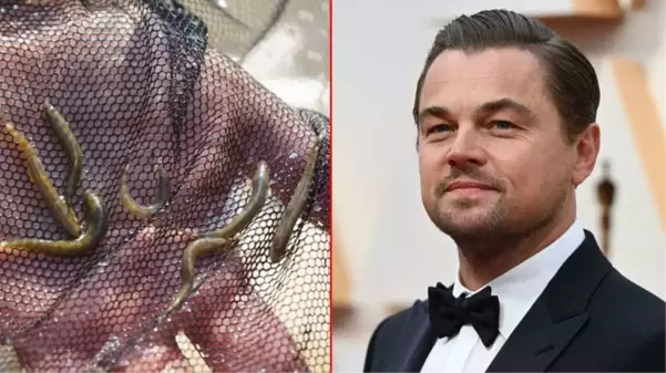 Dünyanın en çok arananlarından! 47 yıl sonra Batman'da görülen balık, Leonardo DiCaprio'nun bile dikkatini çekti