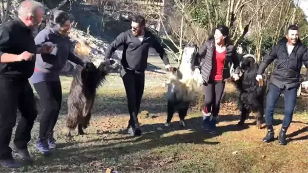 Kendilerini horona kaptırıp keçileri de dahil ettiler! Güldüren anlar kamerada