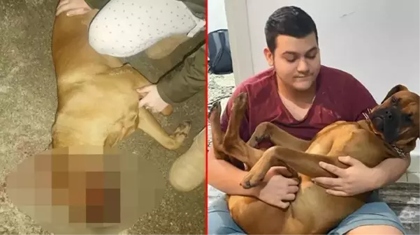 Otizmli gencin köpeği silahla öldürüldü, mahalle karıştı