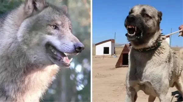 Kurtlardan bile daha dirençli! Kangal köpekleri eksi 40 derecede bile yaşayabiliyor