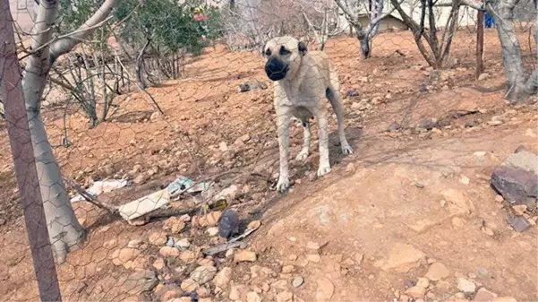 Mardin'de 4'ü çocuk 7 kişiyi ısıran sokak köpeği kuduz çıktı! Mahalle karantinaya alındı