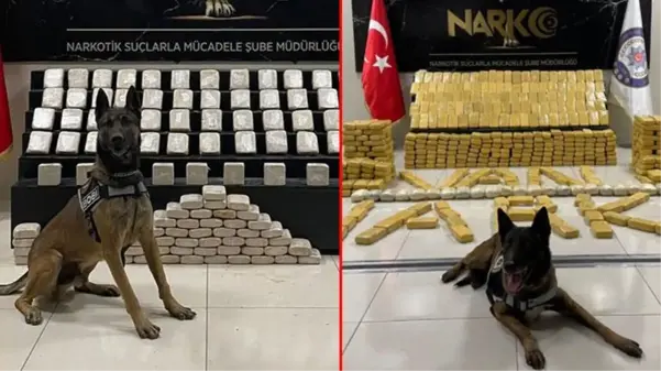 Narkotik polisinin sevimli dostları! Magnum ve Bobi, hassas burunlarıyla uyuşturucuya geçit vermiyor