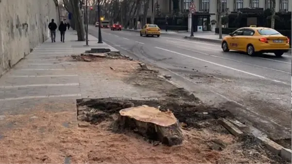 Beşiktaş'ta kesilen 112 çınar ağacı ile ilgili AK Parti'den açıklama: Reklam yeri açılsın diye kestiler