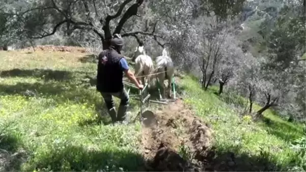 Atların karasaban mesaisi başladı! Aydınlı çiftçiler binlerce yıllık yöntemle toprağı böyle işliyor