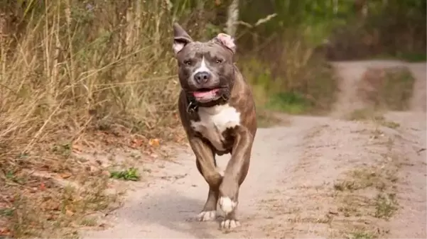 Pitbullunu saldırttığı iddia edilen sanık kendini böyle savundu: Birisine bir şey yapmak istesem silahla yapardım, köpeği kullanmam