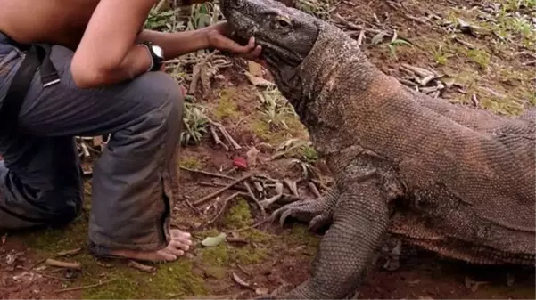 Akıllara durgunluk veren olay! Ormanda komodo ejderine tecavüz eden 4 avcı tutuklandı