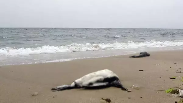 Karadeniz kıyılarında virüs şüphesi! Ölü kuşlar bir bir sahile vurmaya devam ediyor