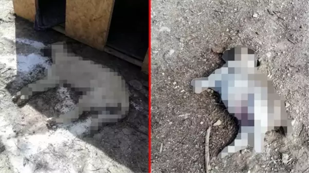 Kırşehir'de yol kenarındaki ölü köpeklerin görüntüsü yürek sızlattı