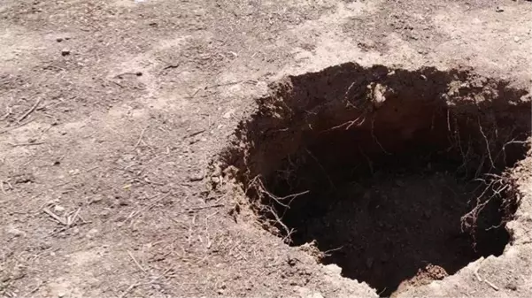 Kazıyı yapanlar heyecandan yerinde duramadı! Topraktan dünyanın en büyük canlısı çıktı