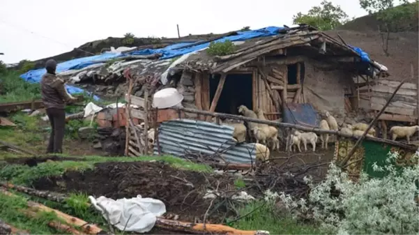 Koyunların meleme sesi kesilince ağıla gitti, korkunç manzarayla karşılaştı