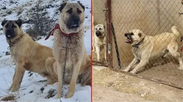 Uzman isim kangalların diğer köpeklerden en büyük farkını açıkladı: Aile içi çiftleşme yapmıyorlar