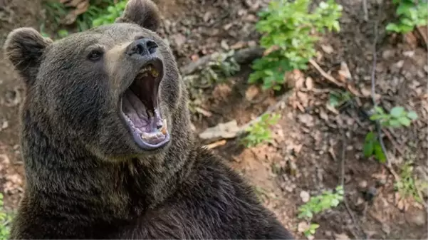 Ayı saldırısına uğrayan vatandaş ölü taklidi yaparak hayatta kaldı