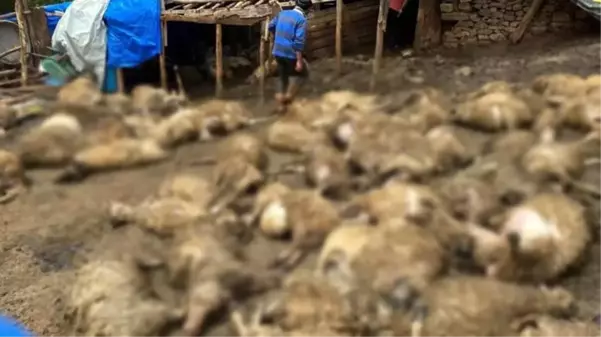 Gece yarısı ağıla giren kurt, bir ailenin ocağına incir ağacı dikti! 100'e yakın koyun telef oldu