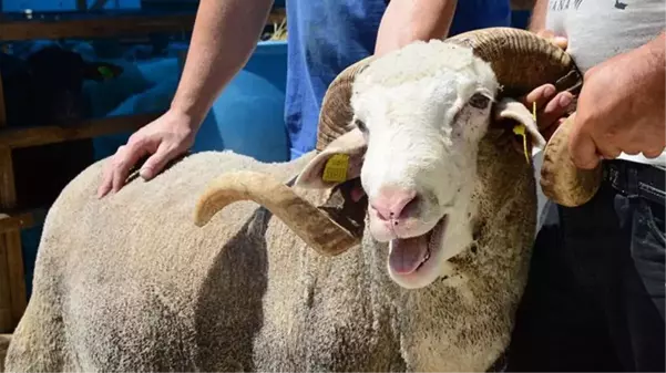 Kurban Bayramı öncesinde gözde oldu! 130 kilo ağırlığındaki Koç Pablo, 8 bin TL'den satılıyor