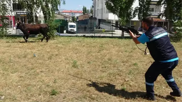 Kesilmekten kaçan boğa ekipleri peşine taktı! 10 km sonra dürbünlü tüfek ile bayıltıldı