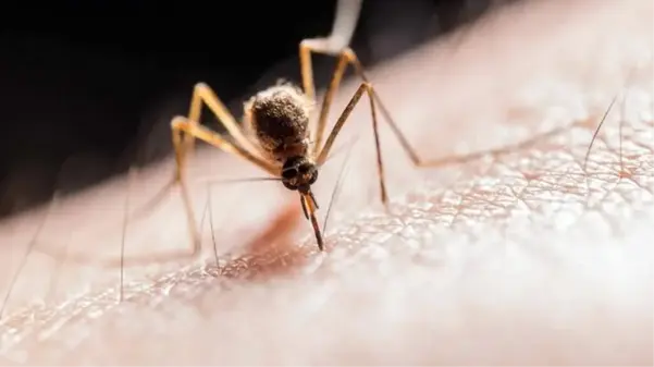 Zika virüsü taşıyan sivrisinekler İstanbul'da görüldü! Birçok mahalle tehlike altında