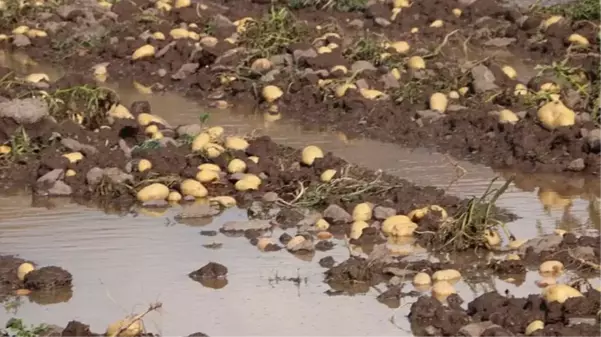 Vatandaş kilosunu 10 TL'den alıyordu! Sel basan tarlada 35 ton patates heder oldu